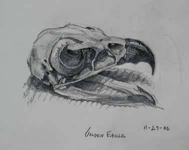 eagle skull